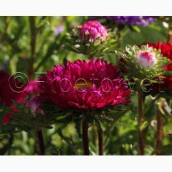 Callistephus chinensis 'Matsumoto Rose' - Sommerasters ( Pose min. 75 fr)