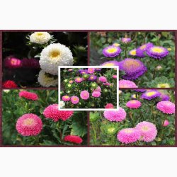 Asters, Pompon-, blanding, Pompon (min. 80 fr)