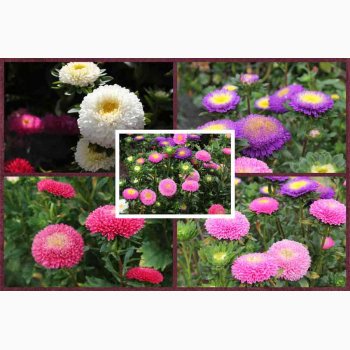 Asters, Pompon-, blanding, Pompon (min. 80 fr)
