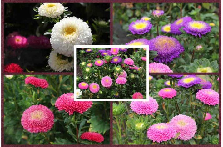 Asters, Pompon-, blanding, Pompon (min. 80 fr)