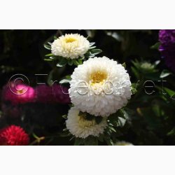 Asters, Pompon-, blanding, Pompon (min. 80 fr)