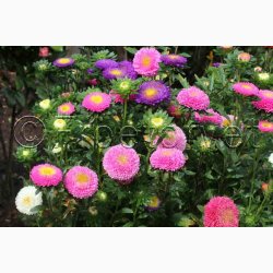 Asters, Pompon-, blanding, Pompon (min. 80 fr)
