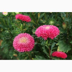 Asters, Pompon-, blanding, Pompon (min. 80 fr)