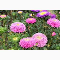 Asters, Pompon-, blanding, Pompon (min. 80 fr)