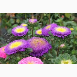Asters, Pompon-, blanding, Pompon (min. 80 fr)