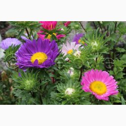 Asters miks, enkelte
