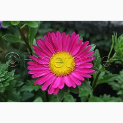 Asters miks, enkelte