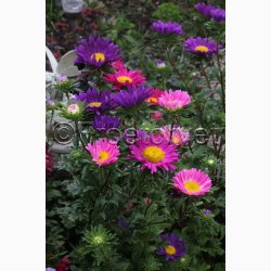 Asters miks, enkelte