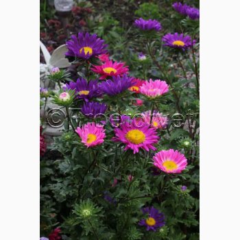 Asters miks, enkelte