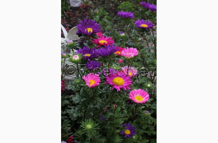 Asters miks, enkelte