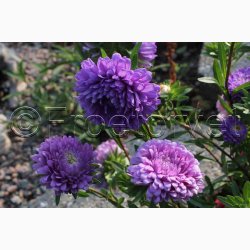 ASTERS POMPON SOMMER