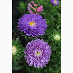 ASTERS POMPON SOMMER
