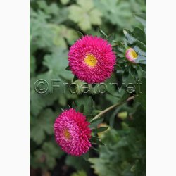 ASTERS POMPON SOMMER