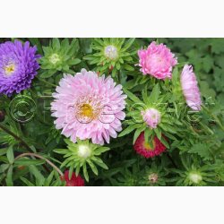 ASTERS POMPON SOMMER