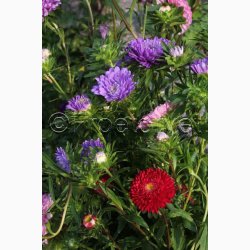 ASTERS POMPON SOMMER