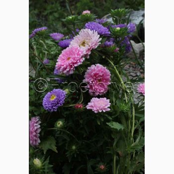 ASTERS POMPON SOMMER