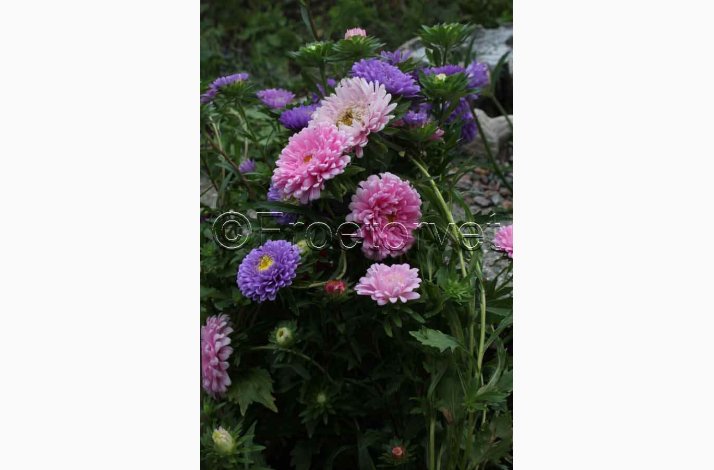 ASTERS POMPON SOMMER