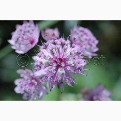 Astrantia Major Rose Symphony-Stjerneskrm, (15 fr)