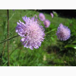 Knautia Arvensis-Blhat (min 70 fr)