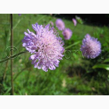 Knautia Arvensis-Blhat (min 70 fr)