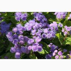 Blkvast, Blue Mink - Blkvast (min. 150 fr)