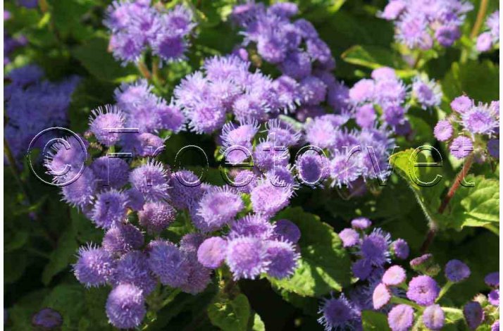 Ageratum mexicanum Blue Mink - Blkvast (ca. 300 fr)