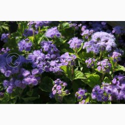 Blkvast, Blue Mink - Blkvast (min. 150 fr)