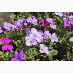 Blpude - Aubrieta Cascade miks (Min.100 fr)