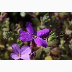 Blpude - Aubrieta Cascade miks (Min.100 fr)