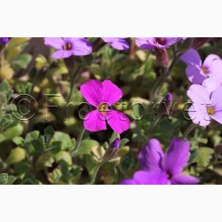Blpude - Aubrieta Cascade miks (Min.100 fr)