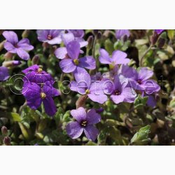 Blpude - Aubrieta Cascade miks (Min.100 fr)