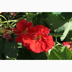 Blomsterfr, TROPAEOLUM Majus Cherrelle - Blomsterkarse