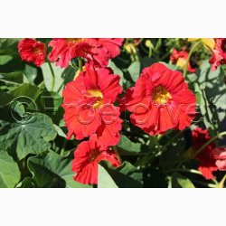 Blomsterfr, TROPAEOLUM Majus Cherrelle - Blomsterkarse