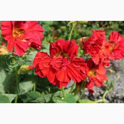 Blomsterfr, TROPAEOLUM Majus Cherrelle - Blomsterkarse