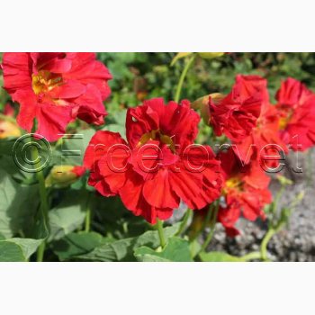Blomsterfr, TROPAEOLUM Majus Cherrelle - Blomsterkarse
