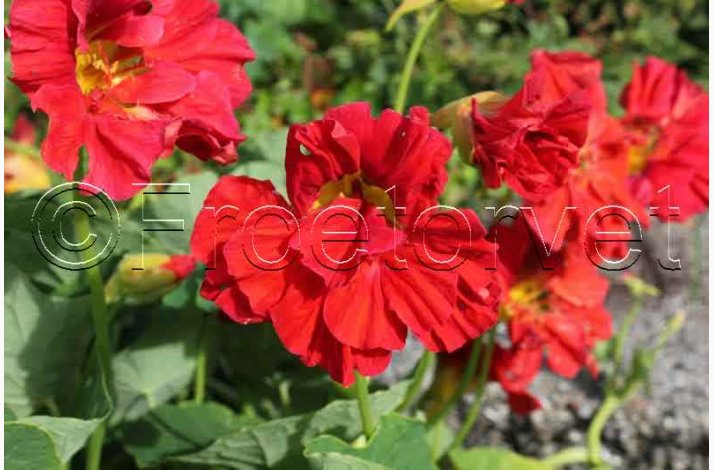 Blomsterfr, TROPAEOLUM Majus Cherrelle - Blomsterkarse