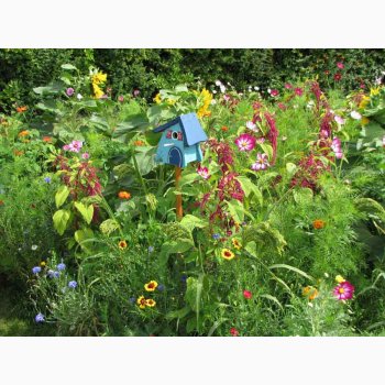 Blomstermiks til fugle (min. 2 gram fr + 2 gram overpacked)