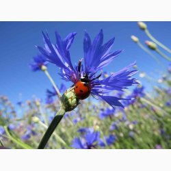 Blomstermiks til Mariehns (min 2 gram fr + 2 gram overpacked )