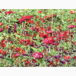 Rdlige toner blomstermiks ( min. 2 gram fr)