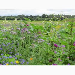 Nringsrigt blomstermiks til bier og humlebier (min 2 gram +1 gram overpacked)
