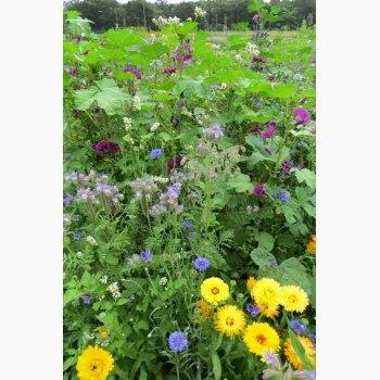 Nringsrigt blomstermiks til bier og humlebier (min 2 gram +1 gram overpacked)