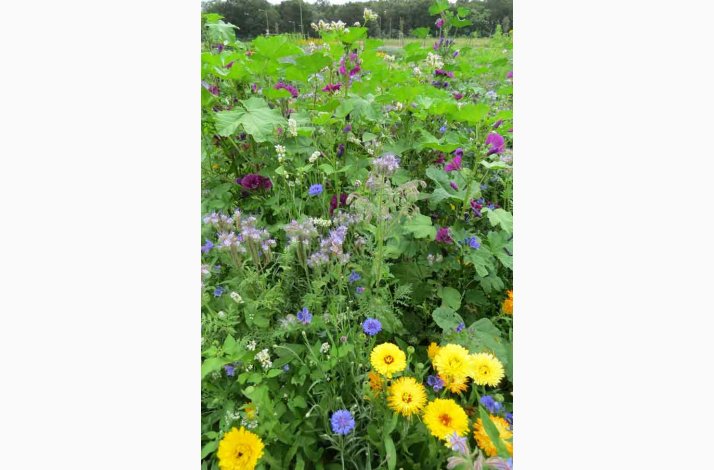 Nringsrigt blomstermiks til bier og humlebier (min 2 gram +1 gram overpacked)