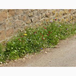 Blomstermiks langs husmuren eller til revner og sprkker (min. 2 gram fr + 2 gram overpacked)