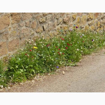 Blomstermiks langs husmuren eller til revner og sprkker (min. 2 gram fr + 2 gram overpacked)