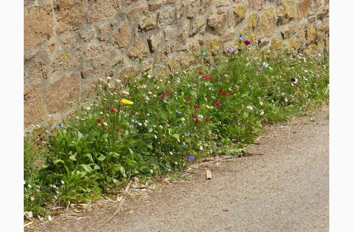 Blomstermiks langs husmuren eller til revner og sprkker (min. 2 gram fr + 2 gram overpacked)