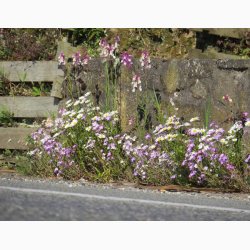 Blomstermiks langs husmuren eller til revner og sprkker (min. 2 gram fr + 2 gram overpacked)