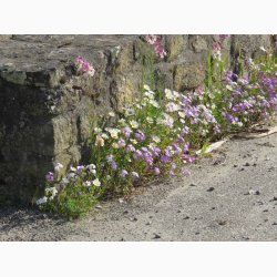 Blomstermiks langs husmuren eller til revner og sprkker (min. 2 gram fr + 2 gram overpacked)