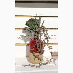 Kunstig Plante Succulent buket H:20 cm-Sukkulent