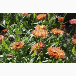 CALENDULA officinalis Touch of Red miks - Morgenfrue ( min. 100 fr + 25 overpacked)