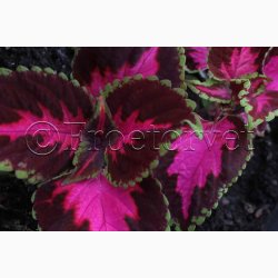 Coleus Rainbow Mix - Paletblad (min. 30 fr)